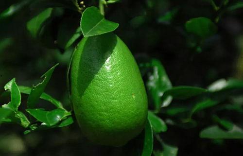 香水柠檬瓜怎么吃,香水柠檬瓜的多样食用指南