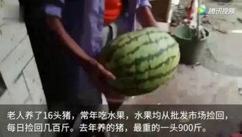吃瓜视频有那些,热门话题背后的娱乐盛宴