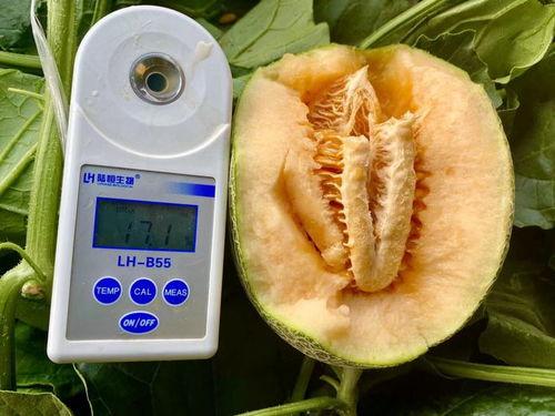 吃瓜文件合集,揭秘娱乐圈幕后真相