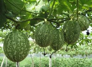 重庆人吃瓜图片,麻辣鲜香，尽享夏日清凉